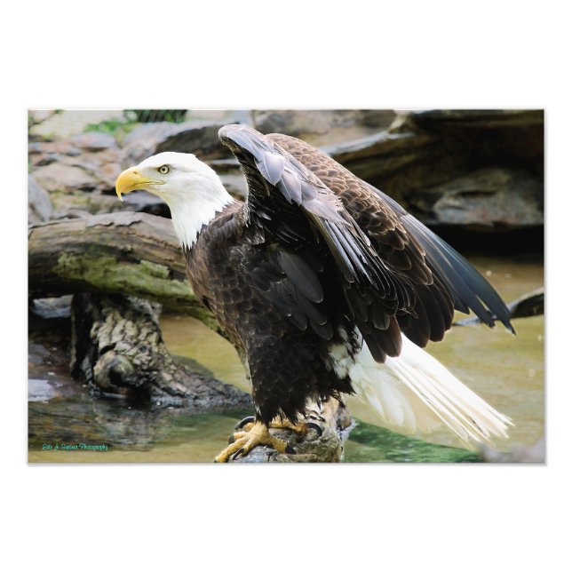 Eagle Spreading Wings Photo Print (Front)