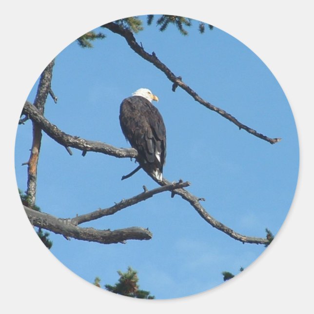 Eagle Sticker (Front)