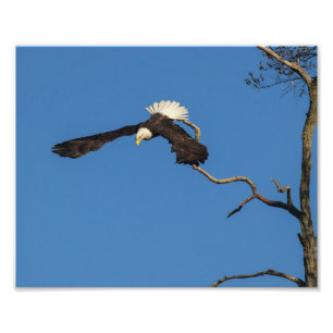 Eagle Takes Flight Photo Print