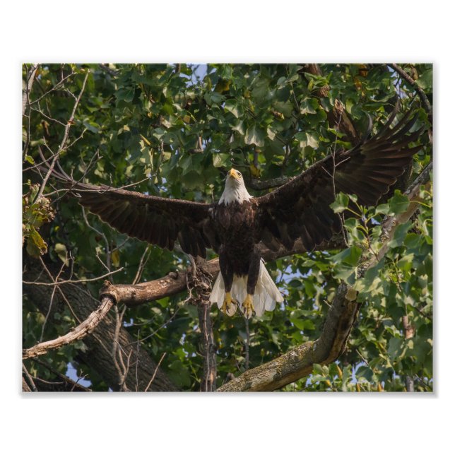 Eagle Taking flight Photo Print (Front)