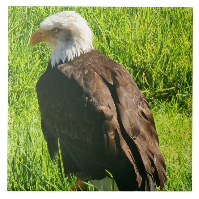 Eagle up close ceramic tile (Front)