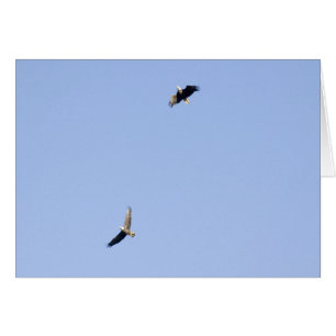 Eagles au barrage de Conowingo
