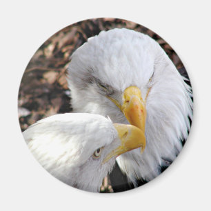 eagles magnet