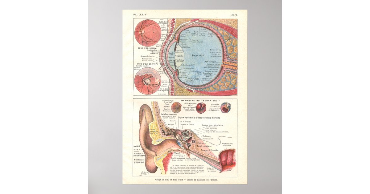Ear & Eye Anatomy Poster in French | Zazzle.ca