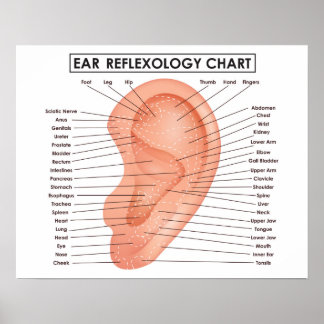 Ear Reflexology Chart 20" x 16", (Matte) Poster