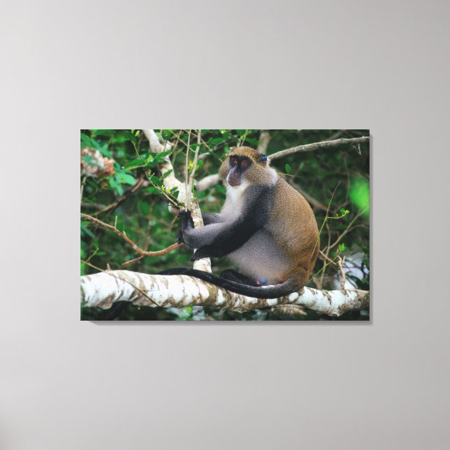 Ear Tagged Samango Monkey Canvas Print (Front)