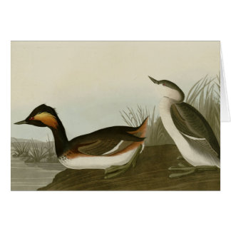 Eared Grebe
