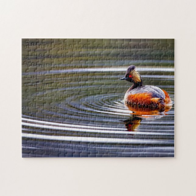 Eared Grebe Duck  Wyoming. Jigsaw Puzzle (Horizontal)