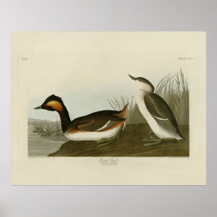 Eared Grebe from Audubon's Birds of America Poster