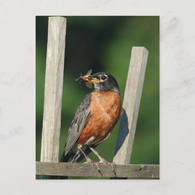 Early bird postcard (Front)