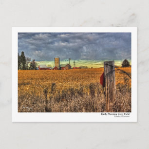 Early Morning Corn Field PostCard
