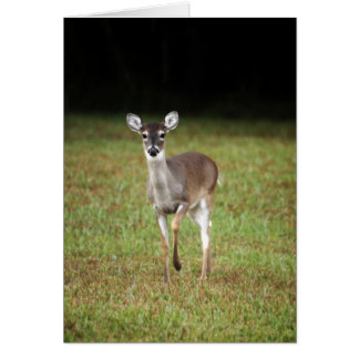 Early morning deer
