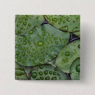 Early morning dewdrops on lily pads, Laurel 2 Inch Square Button