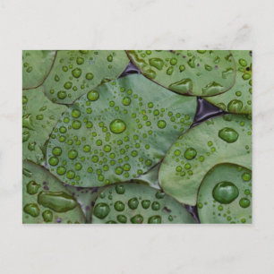 Early morning dewdrops on lily pads, Laurel Postcard