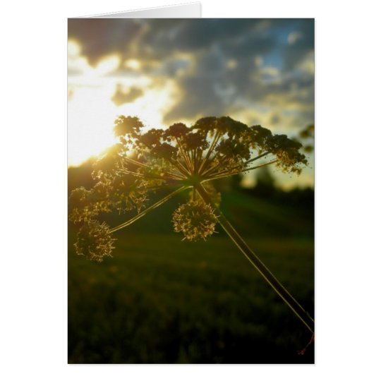 Early morning flower card