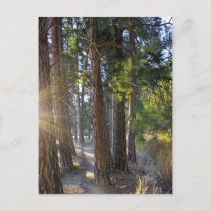 Early Morning Hike Postcard