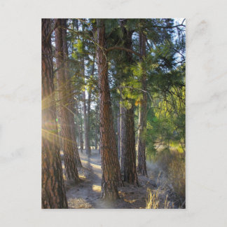 Early Morning Hike Postcard