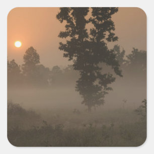 Early morning, rising sun and ground fog square sticker