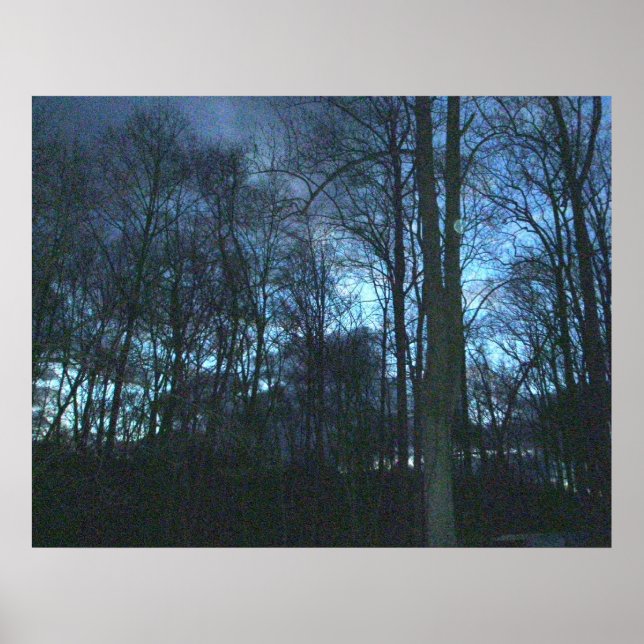 Early Morning Woods Poster (Front)