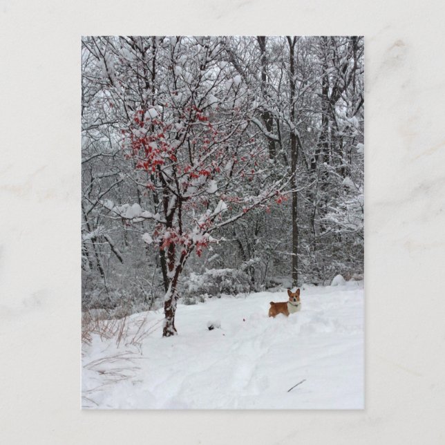Early Snow: Corgi Postcard (Front)