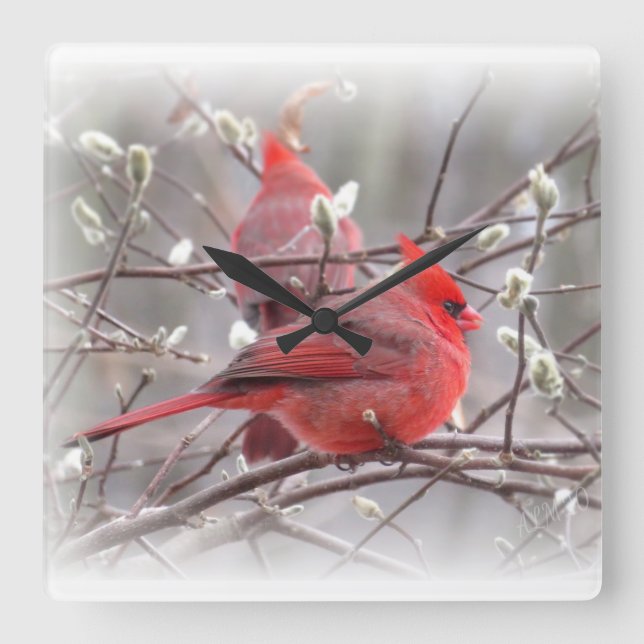Early Spring Cardinal Birds  Square Wall Clock (Front)
