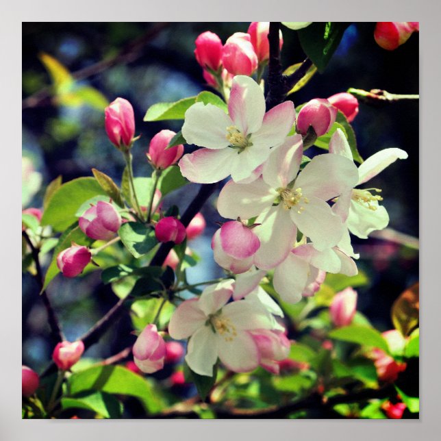 Early Spring Crabapple Blossoms 3 Close Up Poster (Front)
