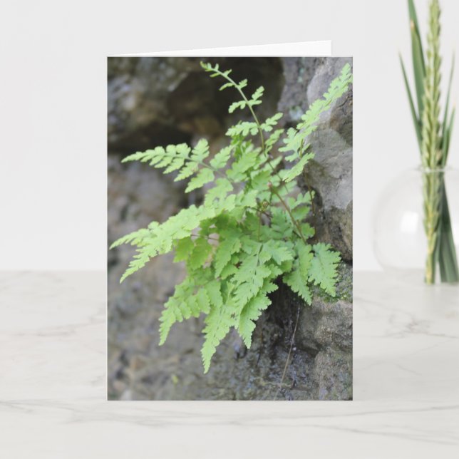 Early Spring Fern Card (Front)
