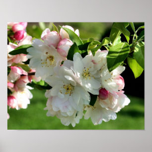 Early Spring Flower Apple Blossoms 2 Poster