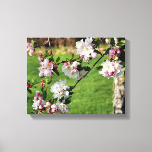 Early Spring Pink And White Blossoms Canvas Print