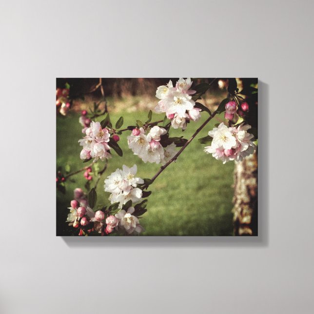 Early Spring Pink And White Blossoms Tinted Canvas Print (Front)