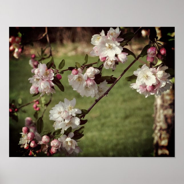 Early Spring Pink And White Blossoms Tinted Poster (Front)