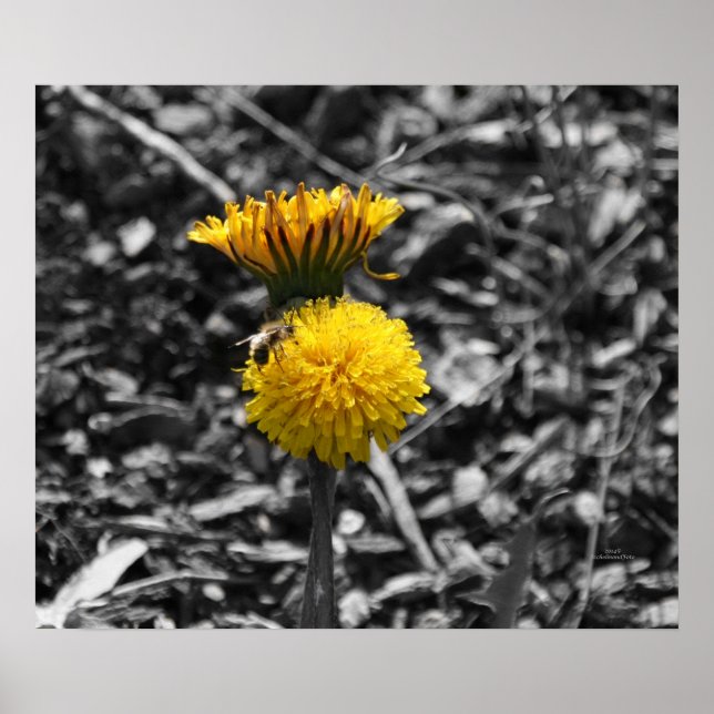 Early Spring Pollination Poster (Front)