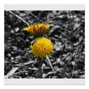 Early Spring Pollination Poster