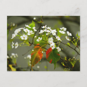 Early Spring Postcard