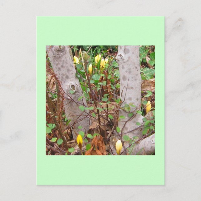 Early Spring Postcard (Front)