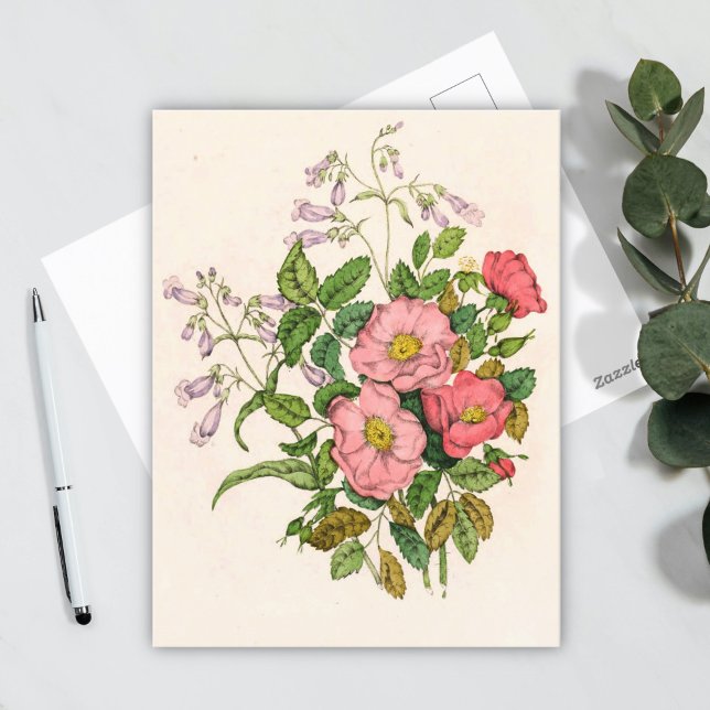 Early Wild Rose, Pentstèmon Beard-Tongue (1868) Postcard (Creator Uploaded)