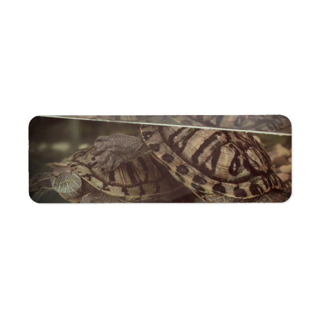 Earthy Turtles Address Label (Front)