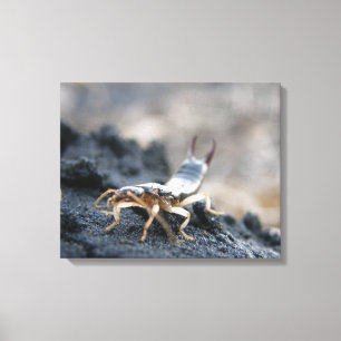 earwig, dermaptera canvas print