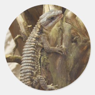 East African Spiny-Tailed Tropical Girdled Lizard Classic Round Sticker