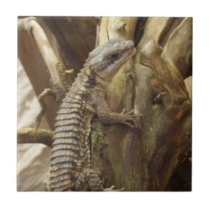 East African Spiny-Tailed Tropical Girdled Lizard Tile