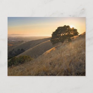 East Bay Hills in Summer Postcard