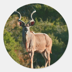 East Cape Kudu stickers