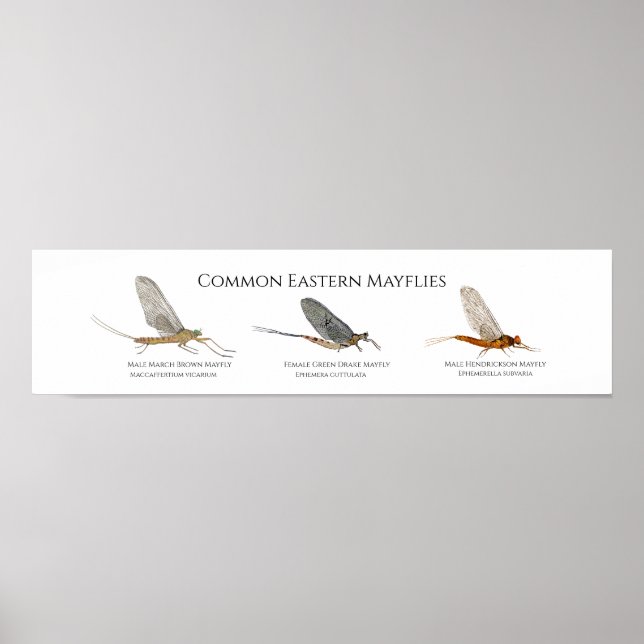East Coast Mayfly Art Poster (Front)