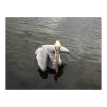 East Coast Pelican (Matte)