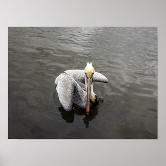 East Coast Pelican (Matte) Poster