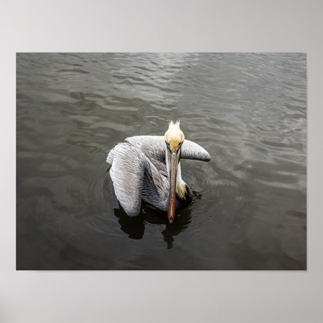 East Coast Pelican (Matte) Poster (Front)