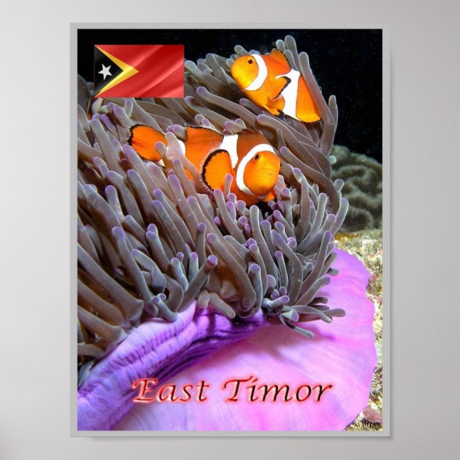 East Timor - Anemonefish - Poster (Front)