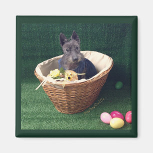 Easter Basket Scottie Magnet