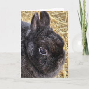 Easter Black Netherland Dwarf Rabbit Holiday Card