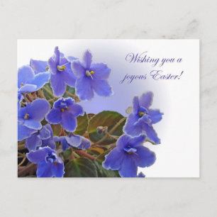 Easter Blue African Violets Holiday Postcard